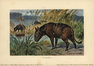 Eocene Gallery: Merycoidodon or Oreodon, extinct genus of herbivore