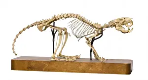 Mesembriomys gouldii, black-footed tree-rat