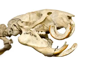 Muridae Prints: Mesembriomys gouldii, black-footed tree-rat
