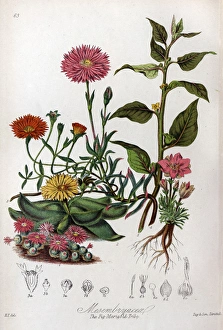 Mesembryaceae - Fig Marigold Mesembryaceae - Fig Marigold