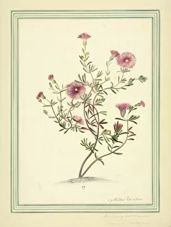 Women Artists Collection: Mesembryanthemum