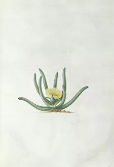 Women Artists Collection: Mesembryanthemum calamiforme L. Var