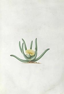 Women Artists Collection: Mesembryanthemum calamiforme L. Var