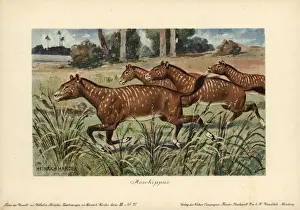 Mesohippus, extinct genus of early horse that