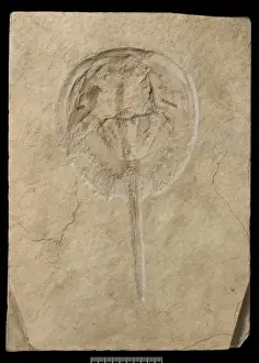 Decapod Prints: Mesolimulus, a fossil horseshoe crab