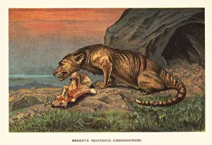 Eocene Prints: Mesonyx, extinct genus of mesonychian mammal