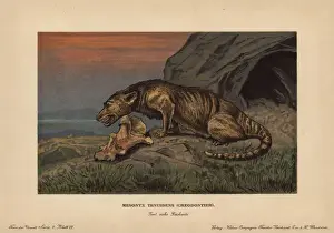 Eocene Prints: Mesonyx tenuidens, extinct wolf-like mammal from the Eocene