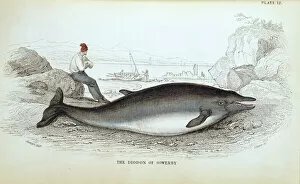 1800 1874 Gallery: Mesoplodon bidens, Sowerbys beaked whale
