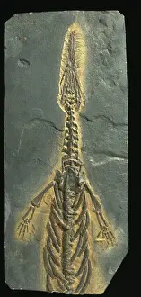 Front View Prints: Mesosaurus tenuidens fossil
