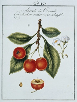 Mespilus germanica, Canadian medlar Mespilus germanica, Canadian medlar
