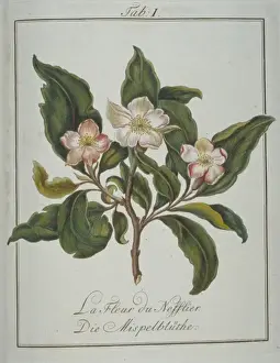 Pomona Franconica Prints: Mespilus germanica, flower of medlar