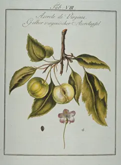 Mespilus germanica, Neapolitan medlar