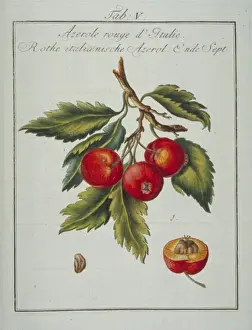 Mespilus germanica, Neapolitan medlar