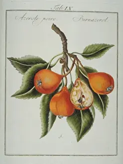 Pomona Franconica Prints: Mespilus sp. azerole-pear