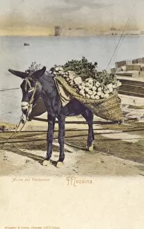 Donkey Collection: Messina - Italy - A Donkey carrying turnips