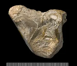 Cambrian Prints: Metaldetes