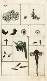 Metamorphosis of the common brown frog, Rana temporaria
