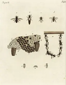 Nest Prints: Metamorphosis of honey bees, honeycomb, queens, drones