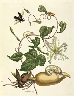 Metamorphosis insectorum Surinamensium