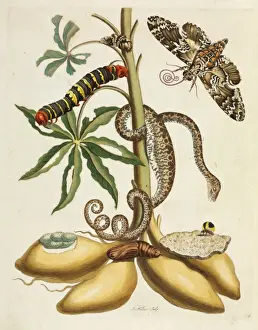 Metamorphosis insectorum Surinamensium