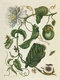 Metamorphosis insectorum Surinamensium