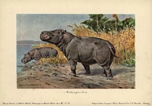 Miocene Gallery: Metamynodon, extinct genus of amynodont perissodactyls