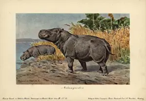 Perissodactyl Prints: Metamynodon, extinct genus of amynodont perissodactyls