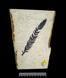 Redwood Prints: Metasequoia sp. dawn redwood