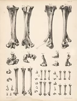 Metatarsus bones of the dodo, crowned pigeon