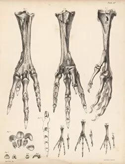 Metatarsus and toes of the dodo and various pigeons