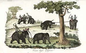 Jungle Collection: Method of catching wild elephants using lassos in Burma