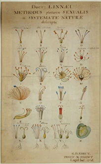 Ehret Collection: Methodus plantarum sexalis in sistemate naturae descripta
