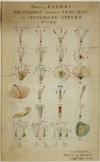 Ehret Prints: Methodus plantarum sexalis in sistemate naturae descripta