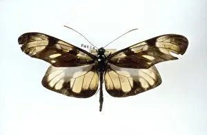 Bates Prints: Methona themisto, bates butterfly