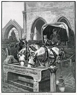 Metropolitan Drinking Fountain & Cattle Trough 1895