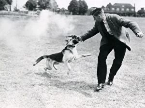 Images Dated 19th January 2011: Metropolitan police dog handler training dog in field