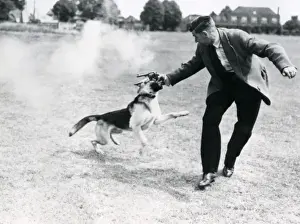 Handler Prints: Metropolitan police dog handler training dog in field