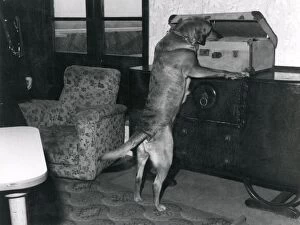Metropolitan police dog investigating suitcase contents