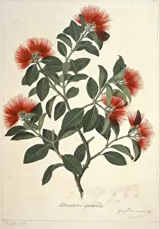 Myrtales Prints: Metrosideros collina, metrosideros springfire