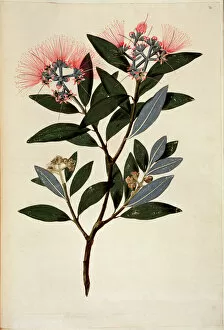 Captain Cook Collection: Metrosideros excelsa, Christmas tree