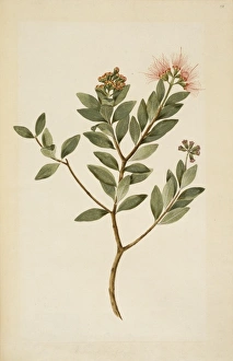 Crustacea Collection: Metrosideros fulgens, scarlet rata