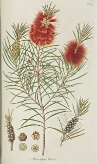 Metrosideros linearis Metrosideros linearis