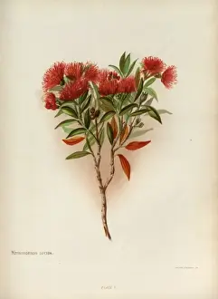 Stem Prints: Metrosideros Lucida or Southern Rata