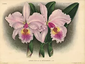 Hothouse Collection: Meulenaereana variety of Cattleya gigas, Lind