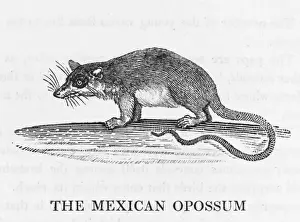 Mex. Opossum (Bewick)