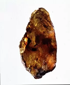 Cenozoic Collection: Mexican amber