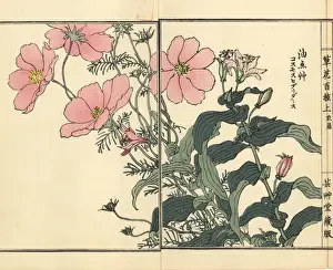 Mexican aster, Cosmos bipinnatus, and toad