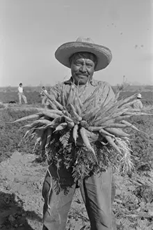 Carrot Prints: Mexican carrot worker. Edinburg, Texas
