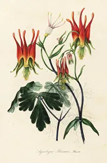 Skinners Prints: Mexican columbine, Aquilegia skinneri
