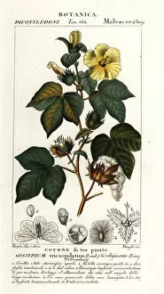 Vegetable Gallery: Mexican cotton, Gossypium hirsutum